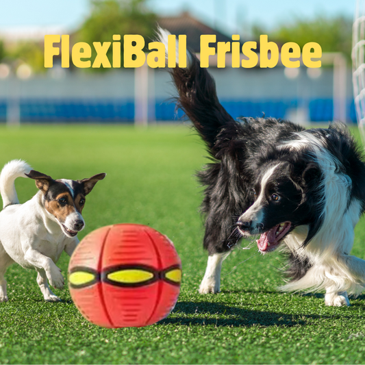 FlexiBall Frisbee